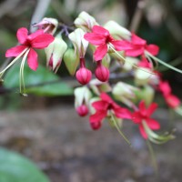 Clerodendrum × speciosum W.Bull